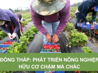 PHÁT TRIỂN NÔNG NGHIỆP HỮU CƠ, CHẬM MÀ CHẮC