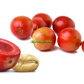 CÂY CÀ PHÊ